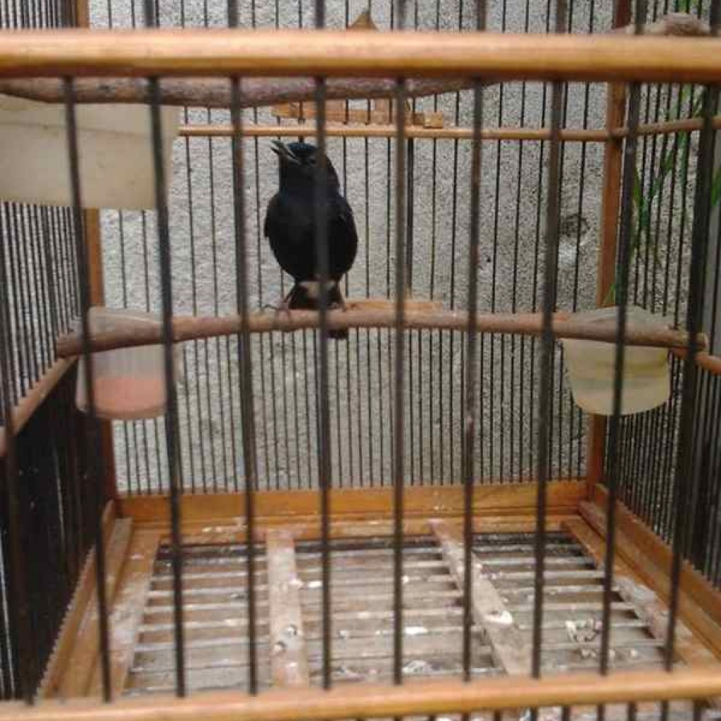 Index Of Wp Content Uploads 2016 03