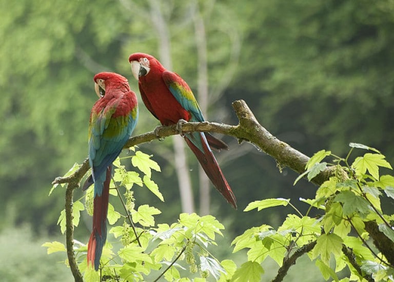 √ 10 Jenis dan Harga Burung Macaw - Binatang Peliharaan