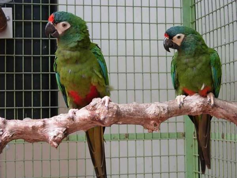 √ 10 Jenis dan Harga Burung Macaw - Binatang Peliharaan - Jual Macaw Jenis