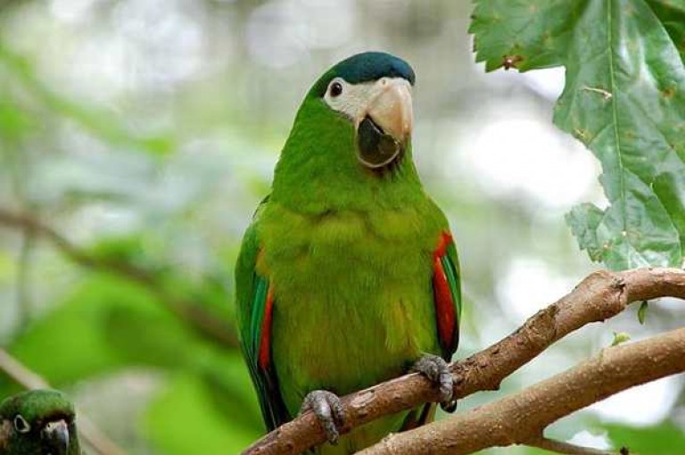Jual Macaw Jenis photo
