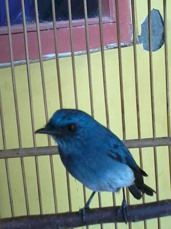 12+ Harga burung tledekan bakau terbaru