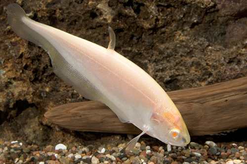 jenis-white-ghost-knifefish-putih