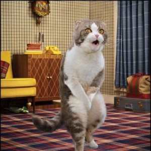 kucing-diare-dan-mencret