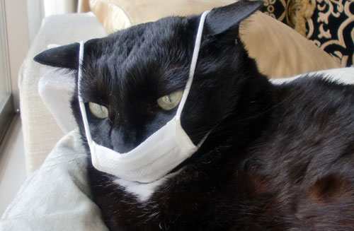 kucing-terkena-flu