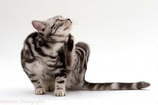 obat-kucing-terkena-kutu obat-kucing-terkena-kutu