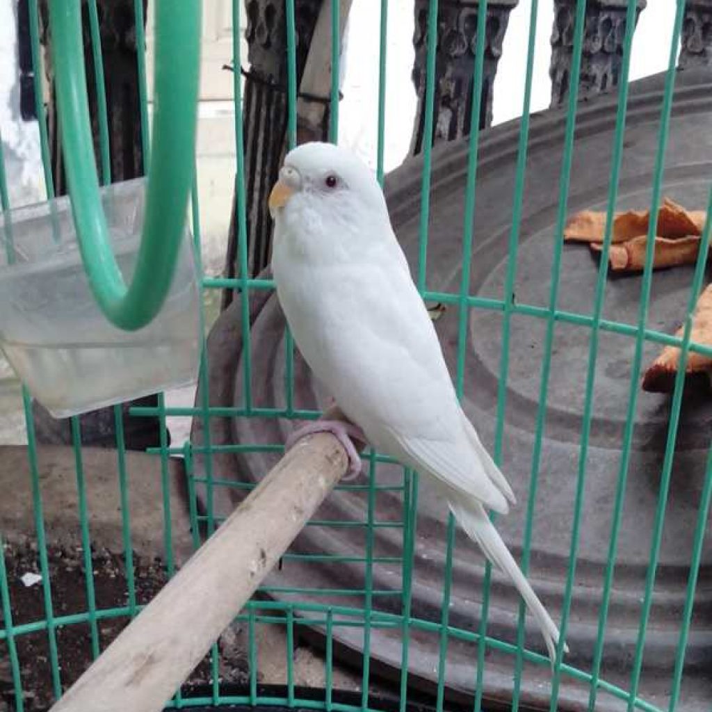 Index Of Wp Content Uploads 2016 05