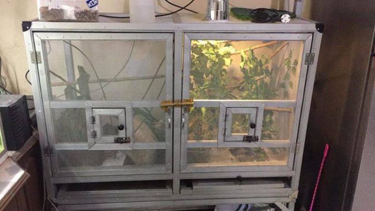 √ Panduan Memelihara Bunglon Chameleon Bagi Pemula - Binatang Peliharaan