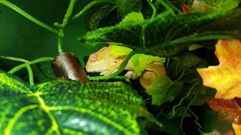 √ Panduan Memelihara Bunglon Chameleon Bagi Pemula - Binatang Peliharaan