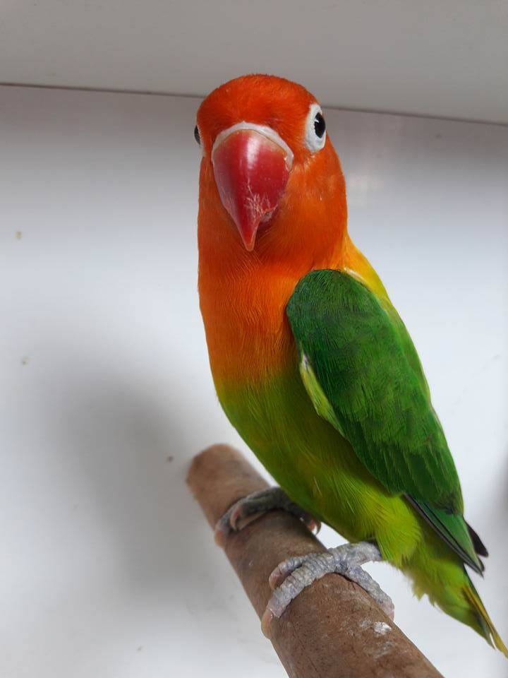 lovebird-biola-hijau