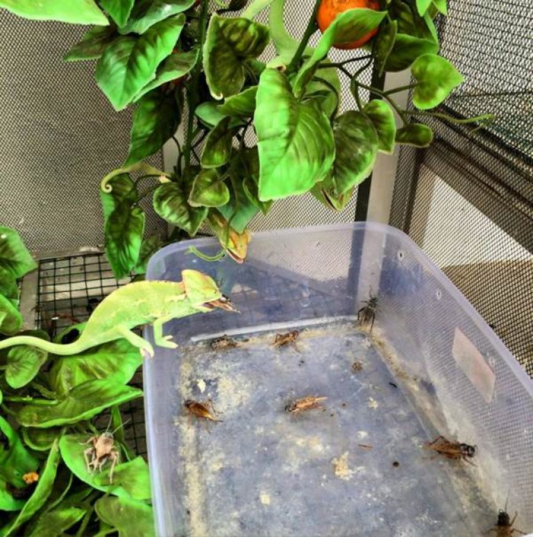 √ Panduan Memelihara Bunglon Chameleon Bagi Pemula - Binatang Peliharaan