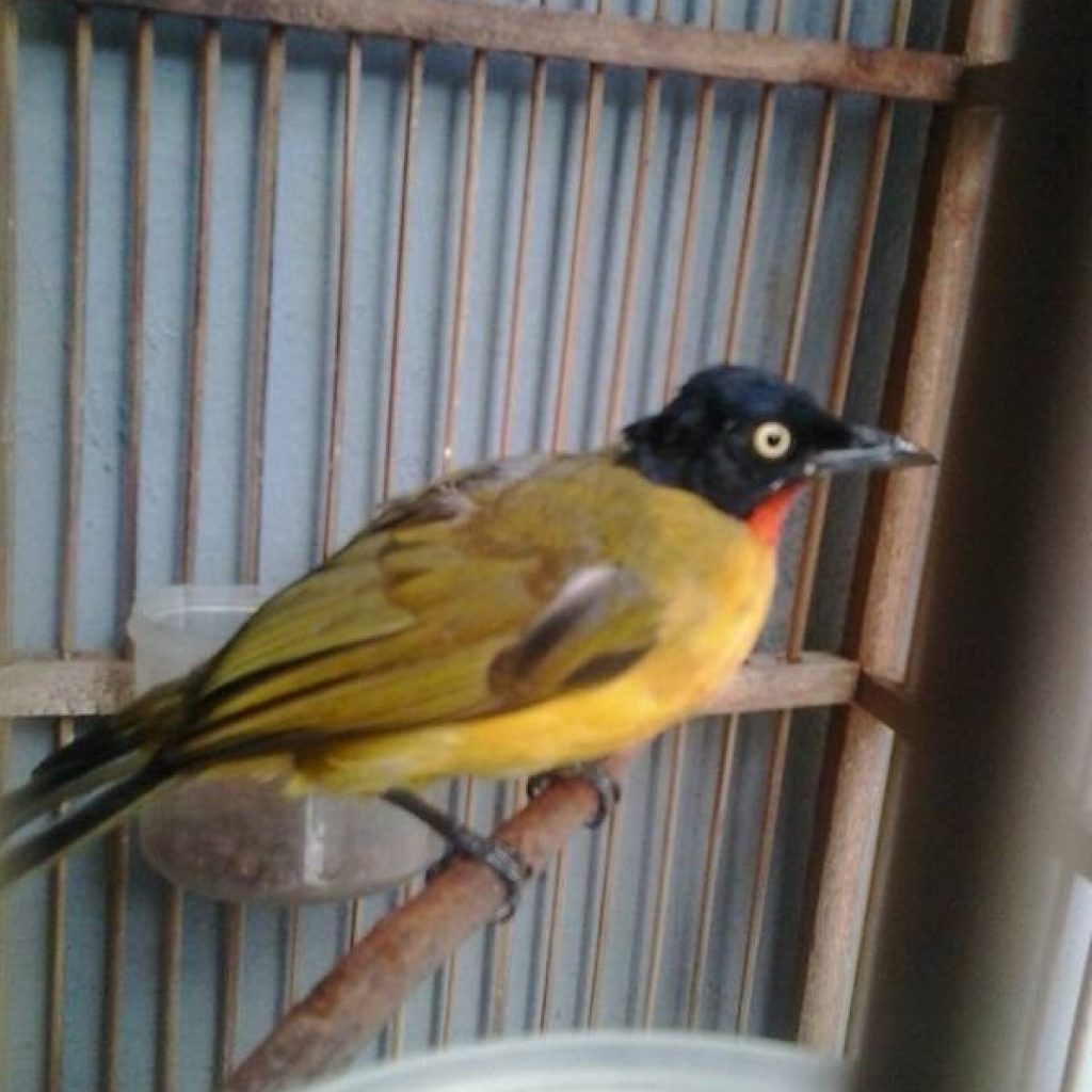 Index Of Wp Content Uploads 2016 05