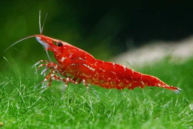 Jenis-Udang-Hias-Red-Cherry-Shrimp