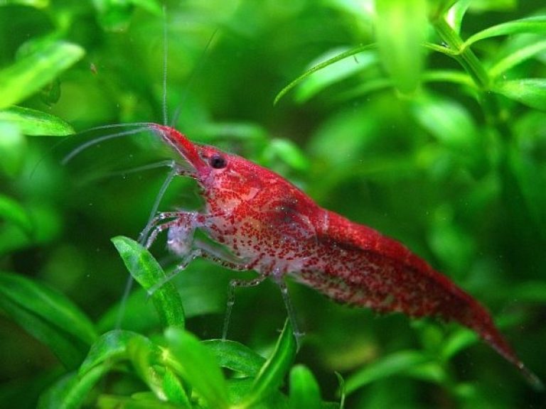 Красная Креветка Фото