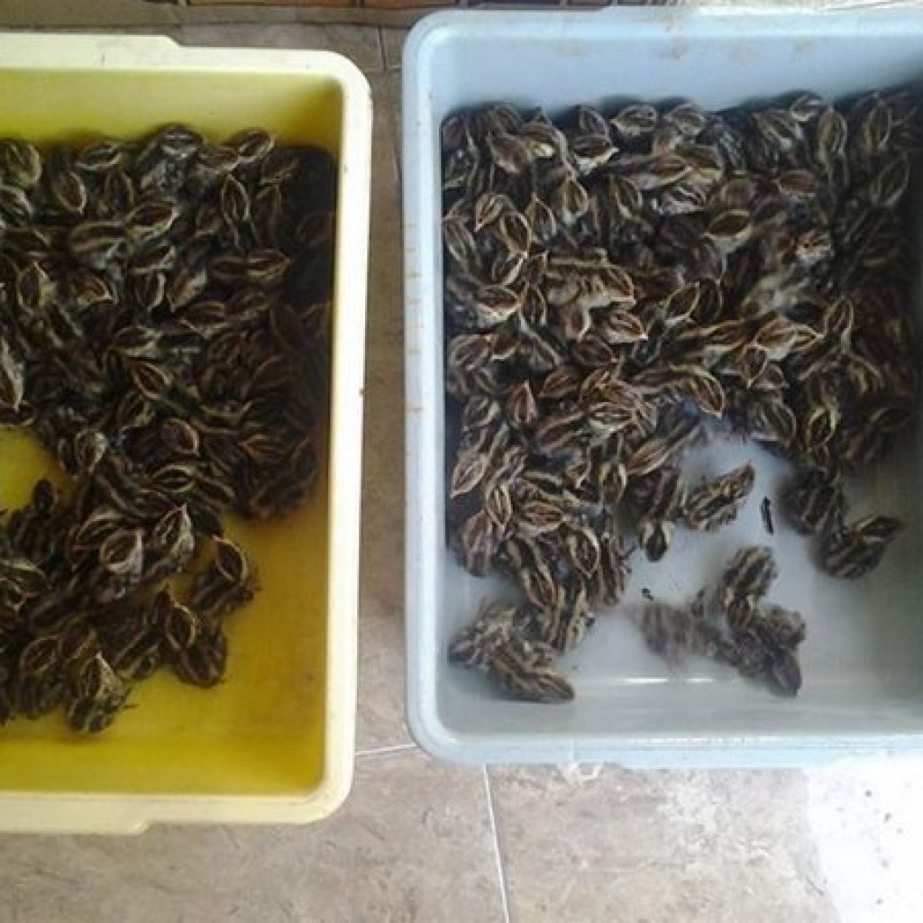 Index Of Wp Content Uploads 2016 06