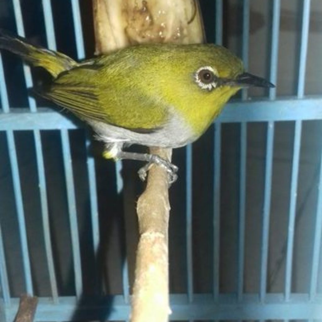 Index Of Wp Content Uploads 2016 06