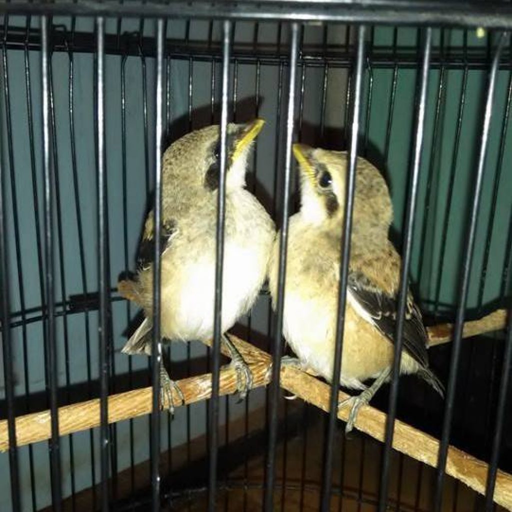 Index Of Wp Content Uploads 2016 06