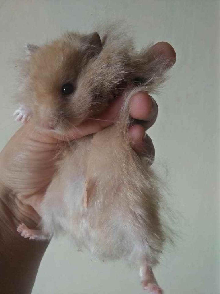 √ Cara Cepat Membedakan Hamster Jantan dan Betina - Binatang Peliharaan