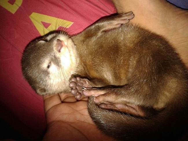 Jenis Dan Harga Otter Atau Berang Berang Peliharaan Binatang