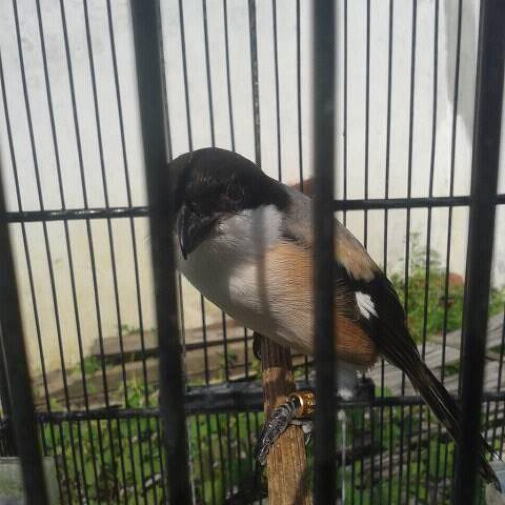 Index Of Wp Content Uploads 2016 06