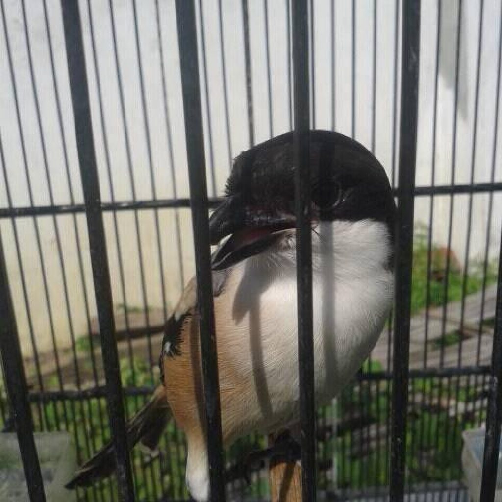 Index Of Wp Content Uploads 2016 06