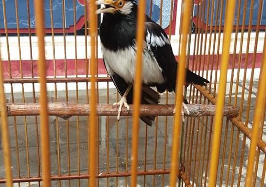 Index Of Wp Content Uploads 2016 07