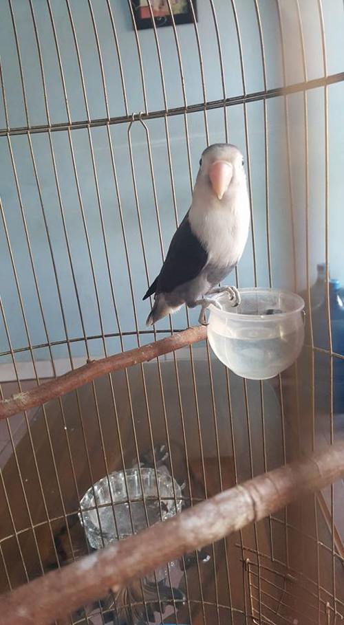 gambar-foto-lovebird-betmen-1