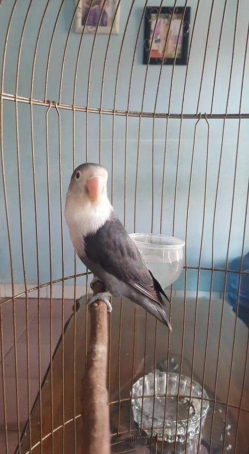 gambar-foto-lovebird-betmen-3