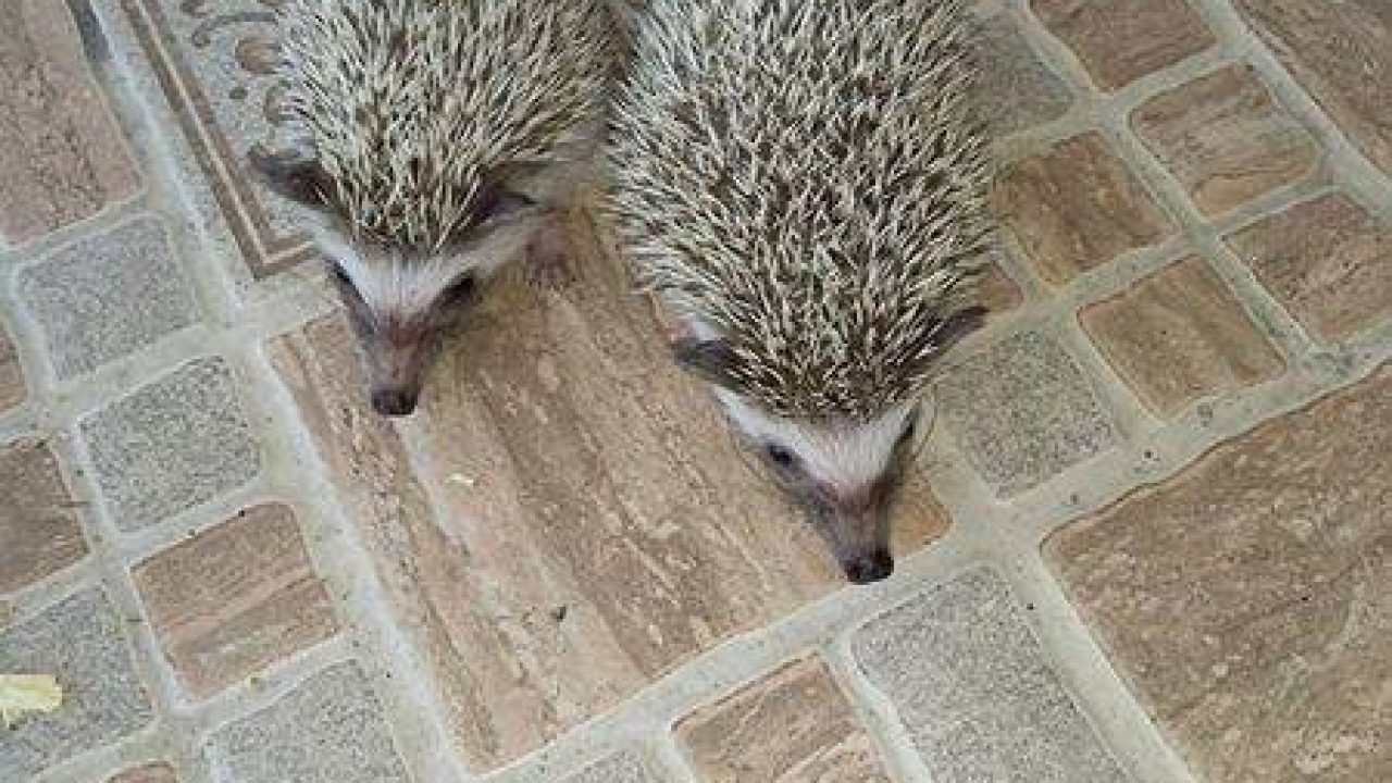 Index Of Wp Content Uploads 2016 08