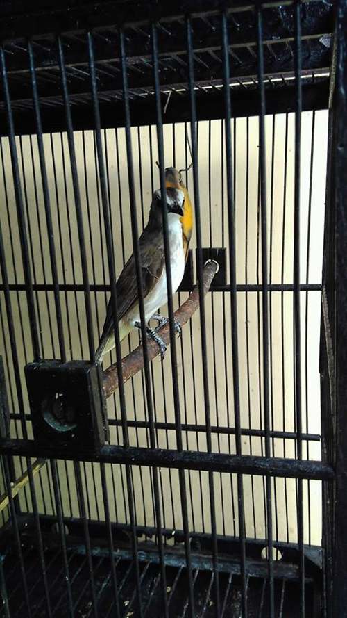suara trucukan betina pikat