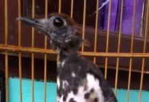 Cara Gampang Membedakan Anis Kembang Jantan Dan Betina