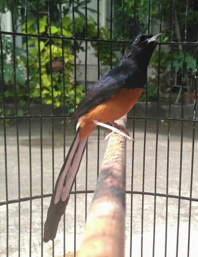 Index Of Wp Content Uploads 2016 09