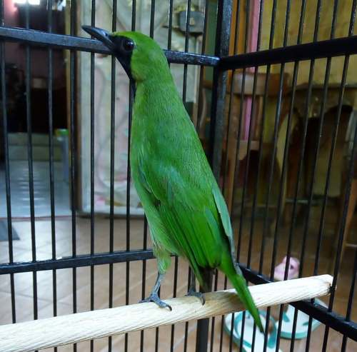 suara-cucak-ijo-banyuwangi suara-cucak-ijo-banyuwangi