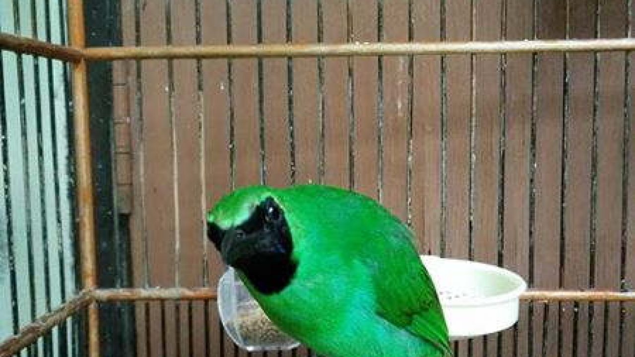 Index Of Wp Content Uploads 2016 10