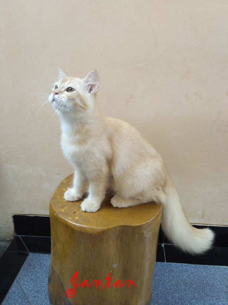 √ Jenis dan Harga Kucing Presia (Medium, Peaknose, Himalaya, Flatnose) - Binatang