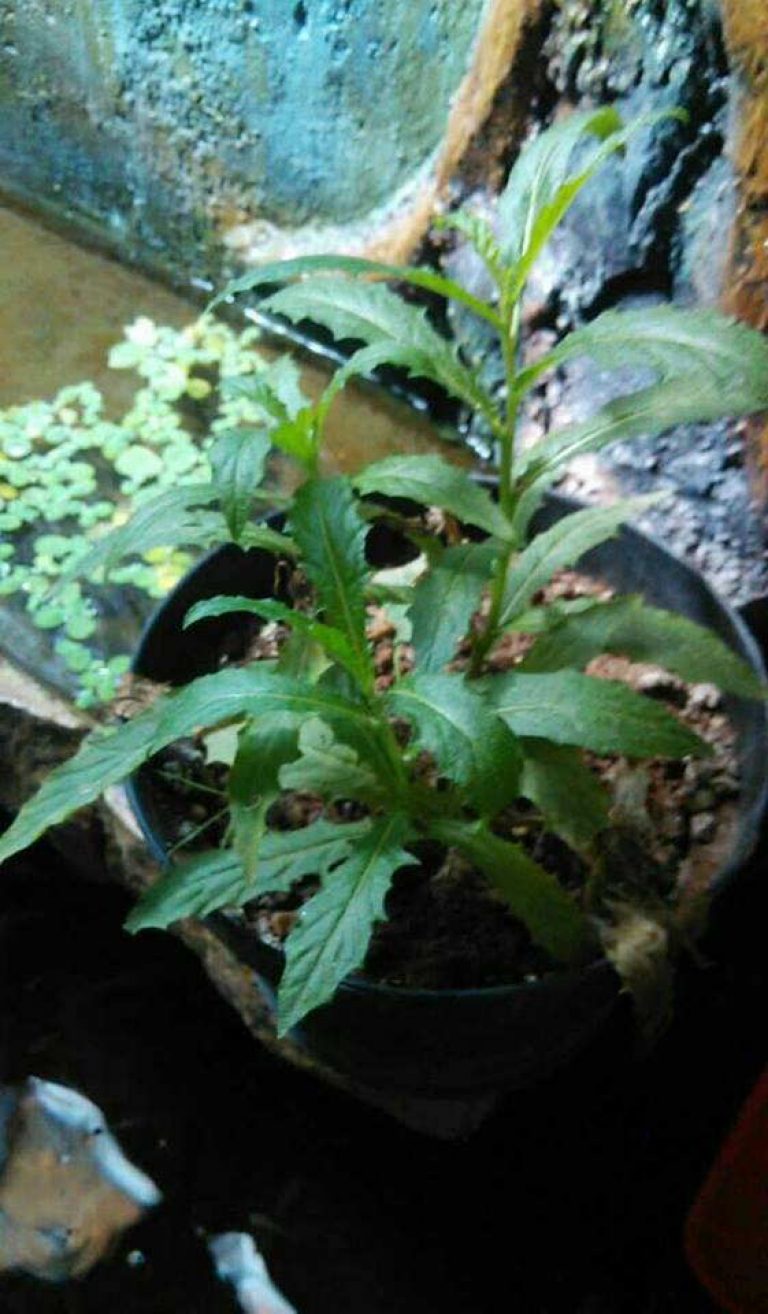 Index Of Wp Content Uploads 2016 10