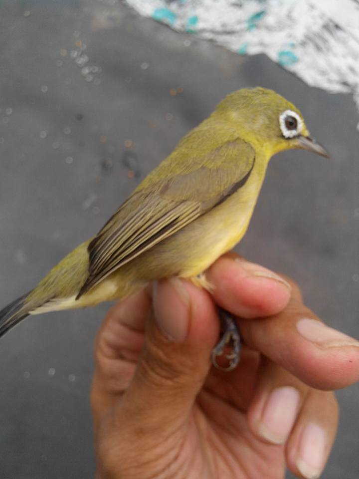 suara-pleci-ngalas-gacor suara-pleci-ngalas-gacor
