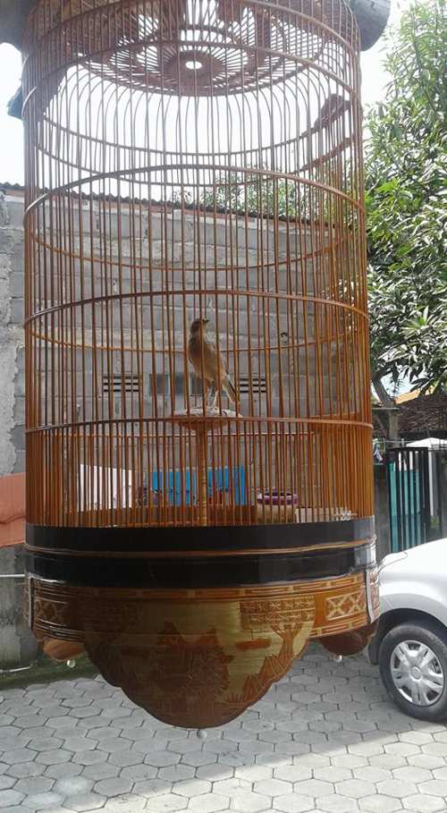 perawatan harian branjangan