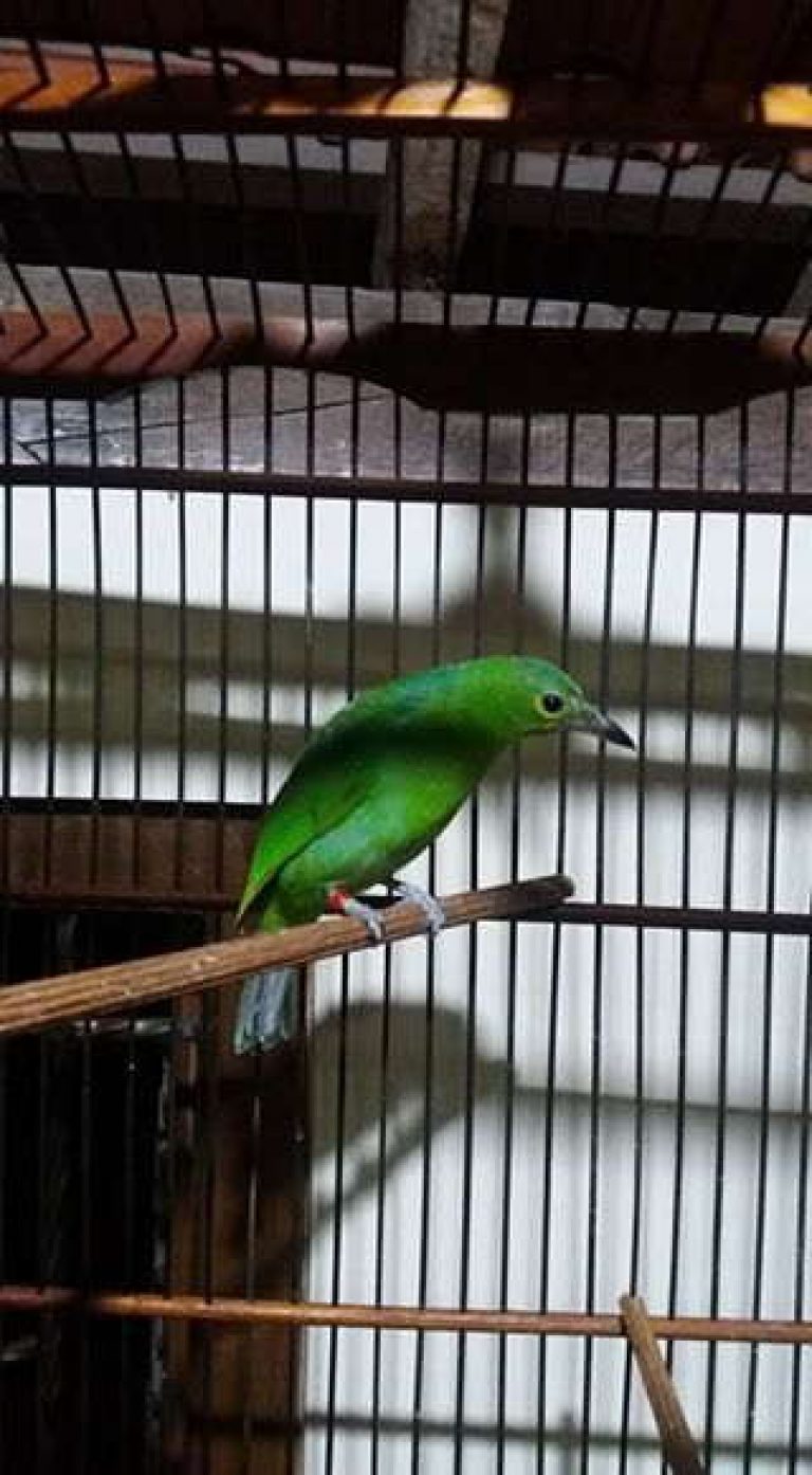 Index Of Wp Content Uploads 2016 11