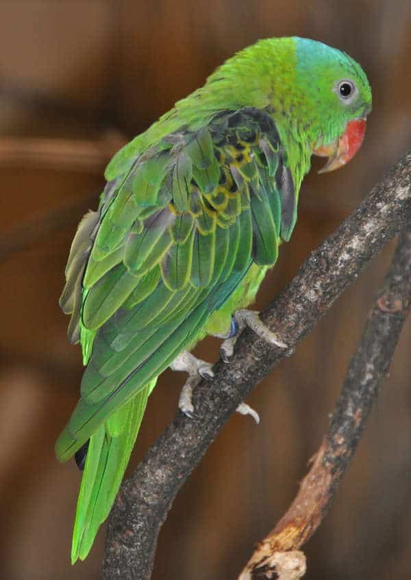  gambar  burung  betet Binatang  Peliharaan 