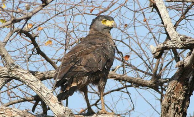 Index Of Wp Content Uploads 2016 12