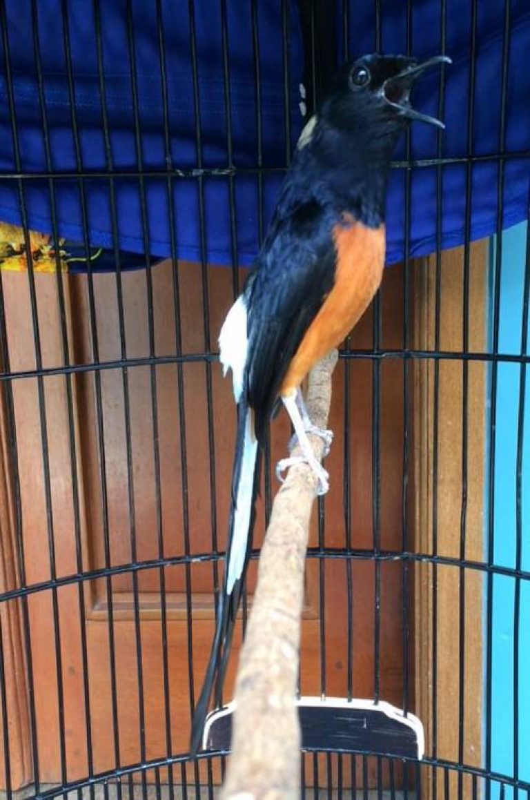 Index Of Wp Content Uploads 2016 12