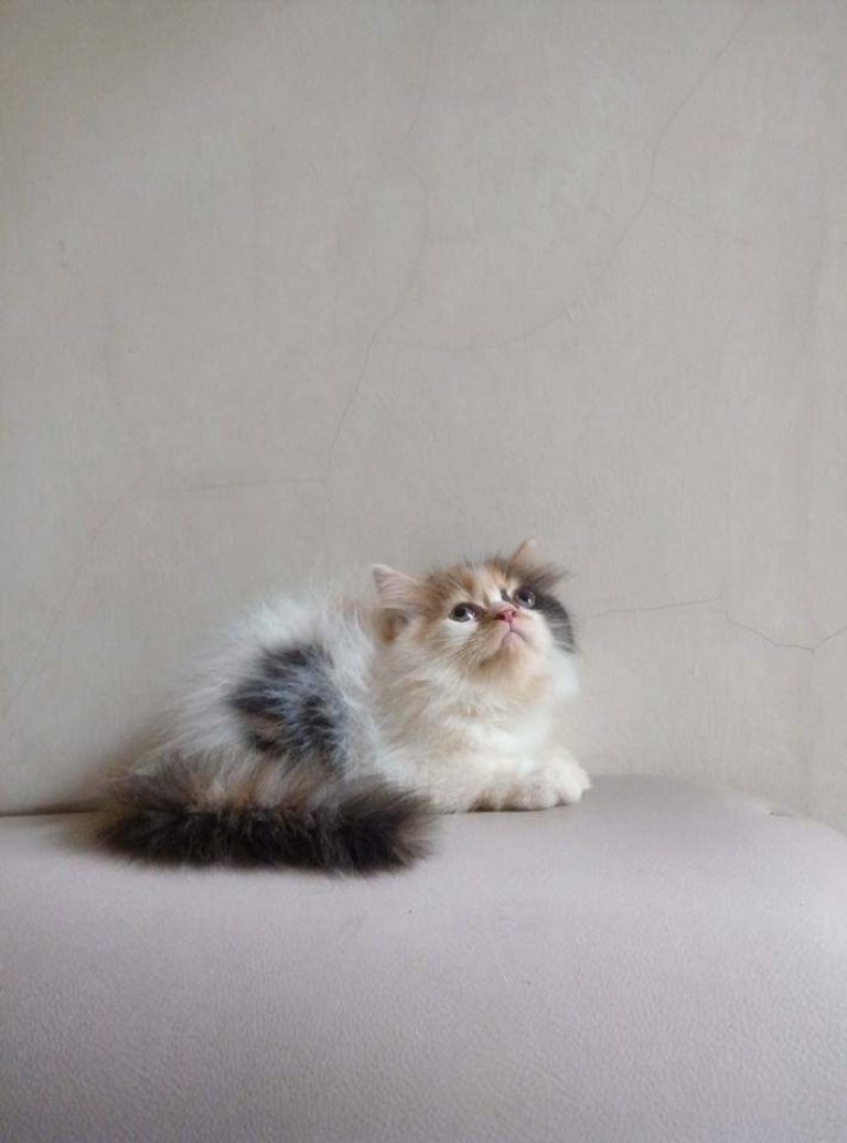 √ Tahapan Pertumbuhan Kucing dari Kitten Sampai Dewasa - Binatang