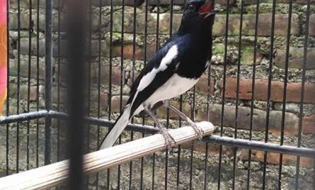 Index Of Wp Content Uploads 2016 12