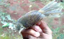 Download Suara Masteran Ciblek Pikatan Mp3 Binatang Peliharaan