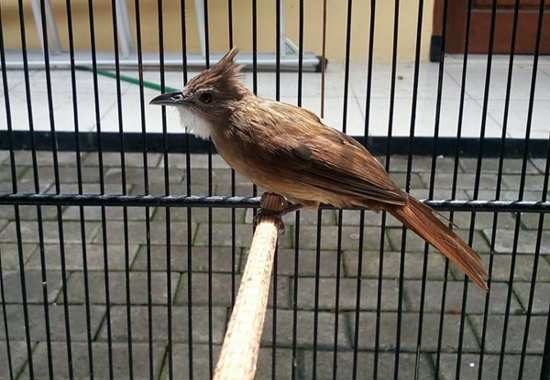 Index Of Wp Content Uploads 2016 12