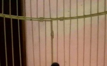 Gelatik Archives Binatang Peliharaan