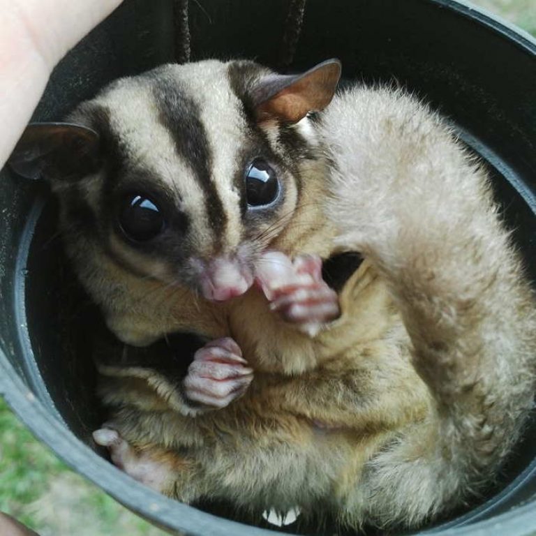 √ Kenapa Sugar Glider Memakan Anaknya Sendiri (Rejected Joey