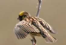 Cara Membedakan Burung Manyar Jantan Dan Betina Binatang