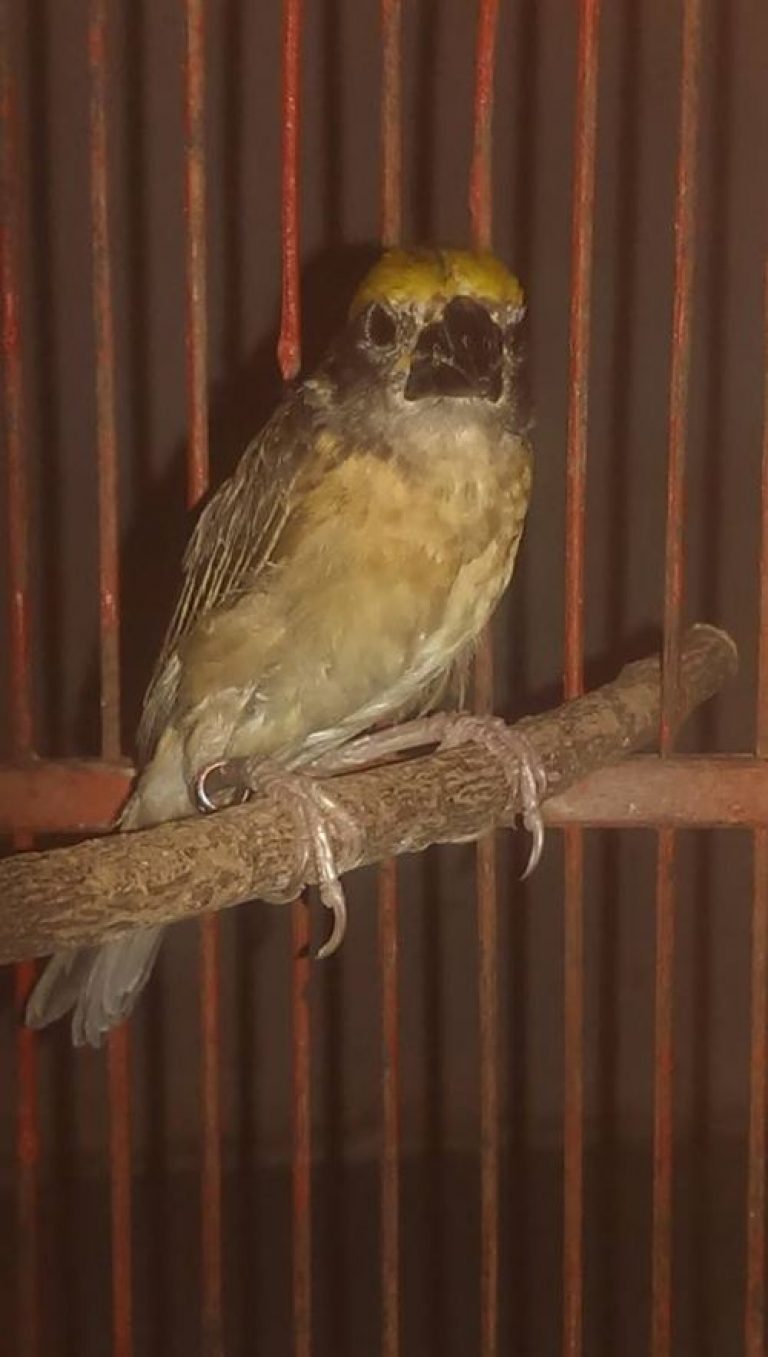 Index Of Wp Content Uploads 2017 01