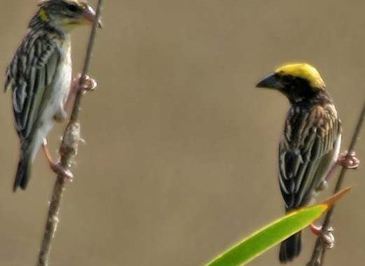 Index Of Wp Content Uploads 2017 01